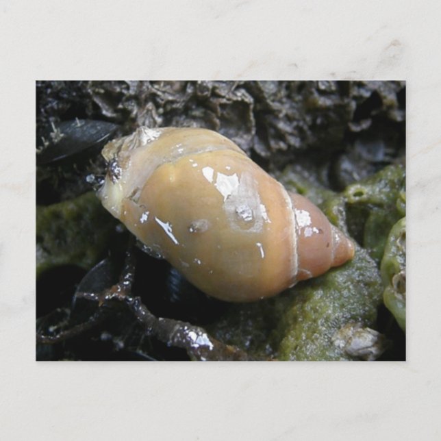 Sea Snail, Unalaska Island Postcard (Front)