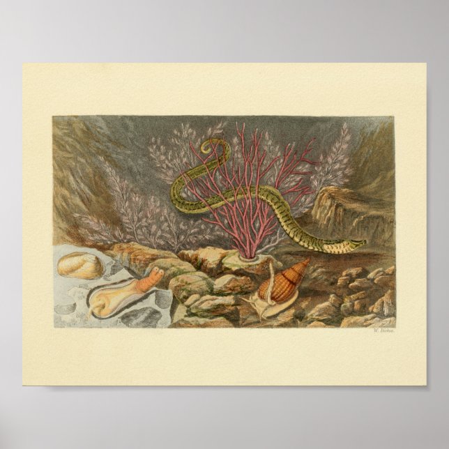 Sea Snake Coral Ocean Life Print (Front)