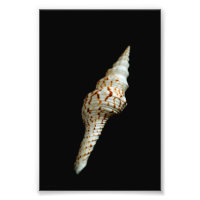 Sea Spindle