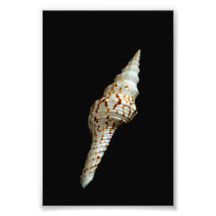 Sea Spindle Photo Print