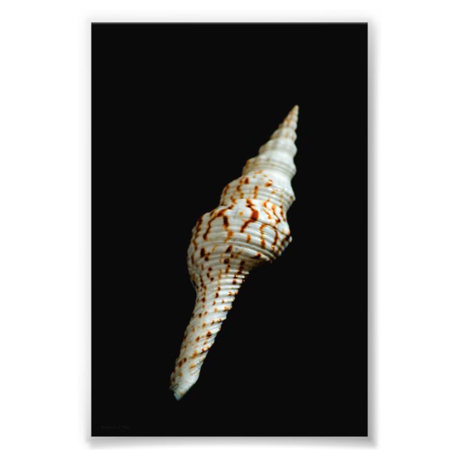 Sea Spindle Photo Print (Front)