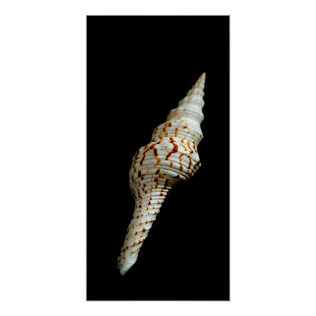 Sea Spindle Poster (Front)