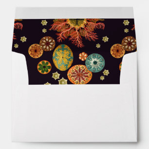 Sea Squirt Remix Envelope