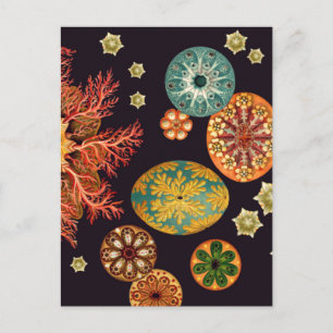 Sea Squirt Remix Postcard