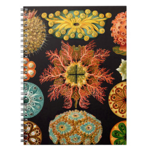 Sea Squirt Square Notebook