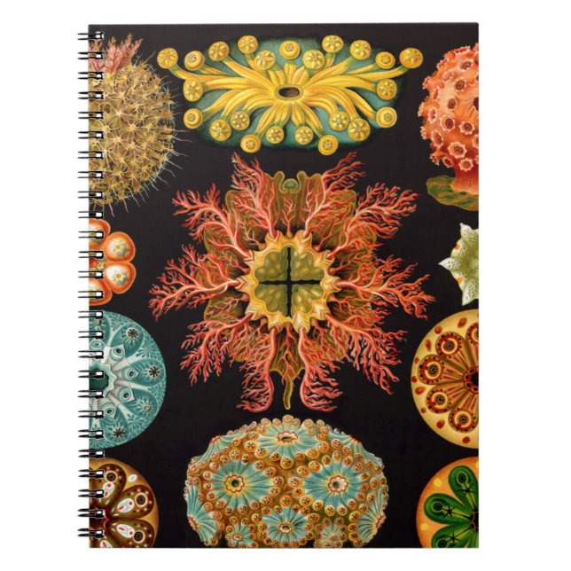 Sea Squirt Square Notebook (Front)