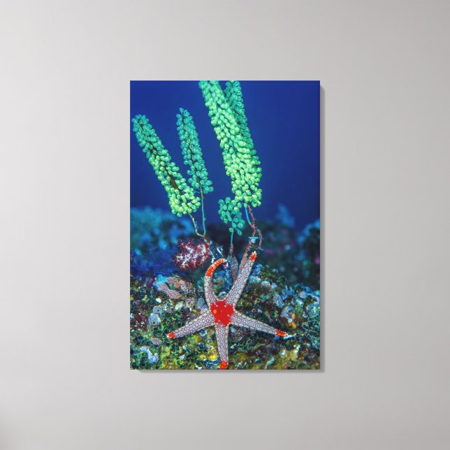 Sea Star and Tunicate Canvas Print (Front)