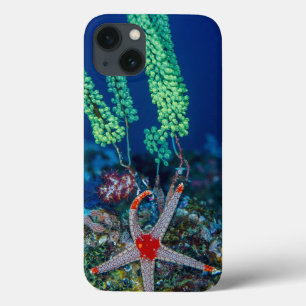 Sea Star and Tunicate iPhone 13 Case
