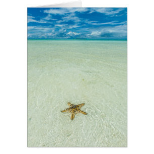 Sea star in shallow water, Palau