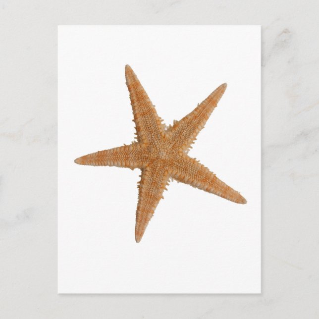 Sea star postcard (Front)