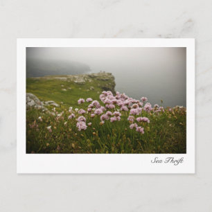 Sea Thrift Postcard