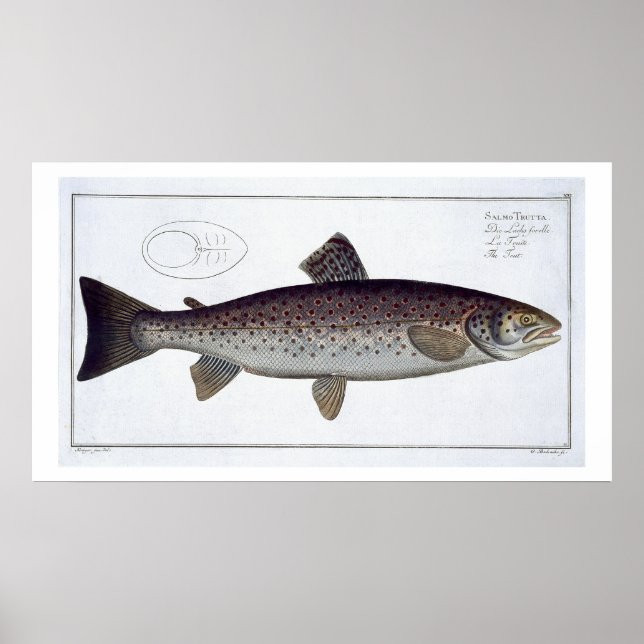 Sea Trout (Salmo Trutta) plate XXI from 'Ichthyolo Poster (Front)