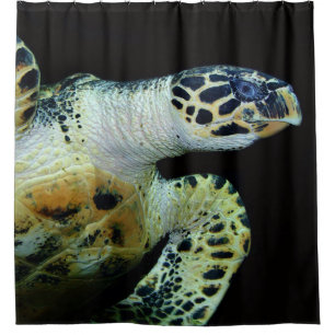 Sea Turtle