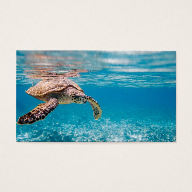 Sea turtle (Front)