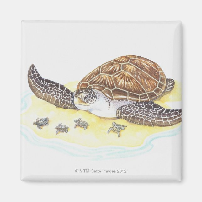 Sea Turtle and Babies Magnet (Front)