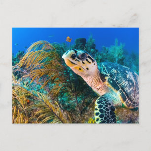 Sea Turtle and Underwater Plants, Fish Postcard