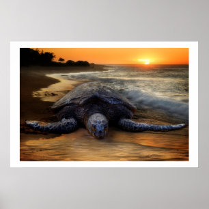 Sea Turtle at Sunset Poster