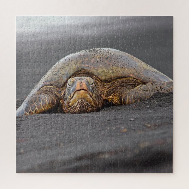 Sea Turtle Black Sand Beach Hawaii - 20x20- 676 pc Jigsaw Puzzle (Vertical)