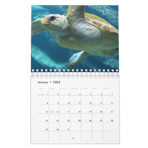 Sea turtle calendar