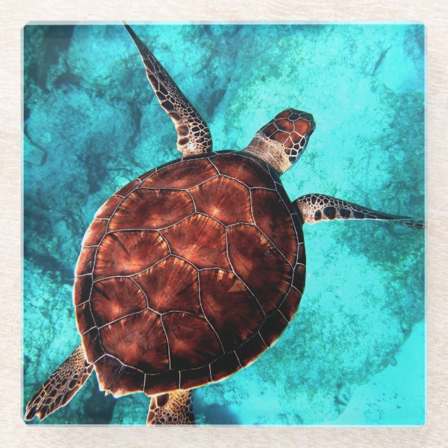 Sea Turtle Coaster (Front)