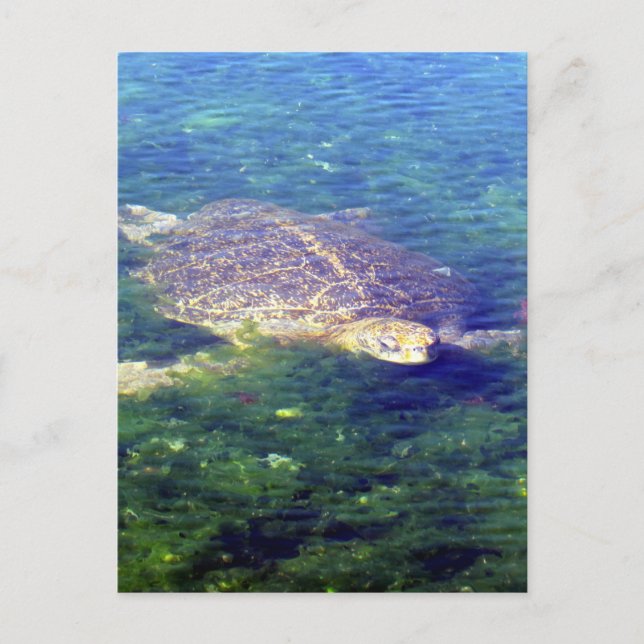 sea turtle galapagos postcard (Front)