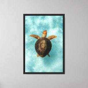 Sea Turtle in Clear Water Canvas Print