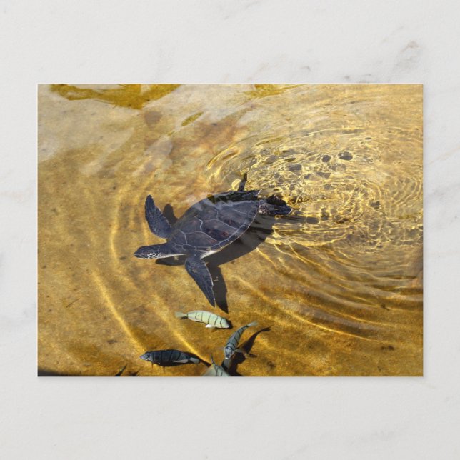 Sea Turtle in Golden Waters Postcard (Front)