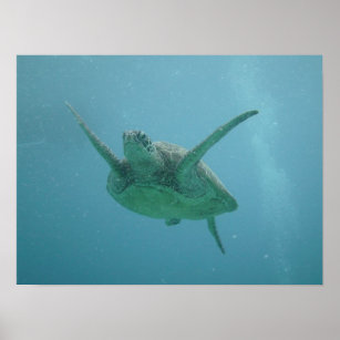 Sea Turtle in Natural Habitat Poster