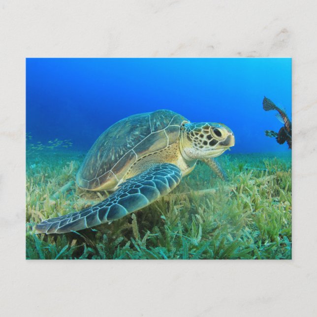 Sea Turtle in the Ocean  Postcard (Front)