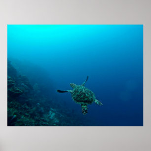 SEA TURTLE IN WATER POSTER