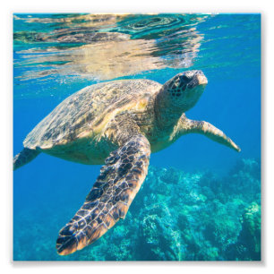 Sea Turtle, Marine Turtle, Chelonioidea, reptile Photo Print