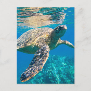 Sea Turtle, Marine Turtle, Chelonioidea, reptile Postcard