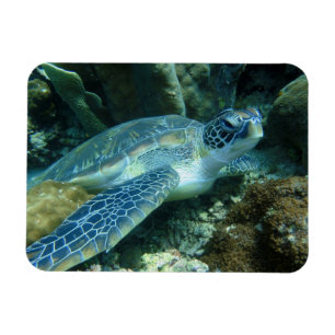 Sea Turtle on Seabed Photo Magnet