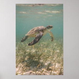 Sea Turtle Over Seagrass Teal Coastal Poster