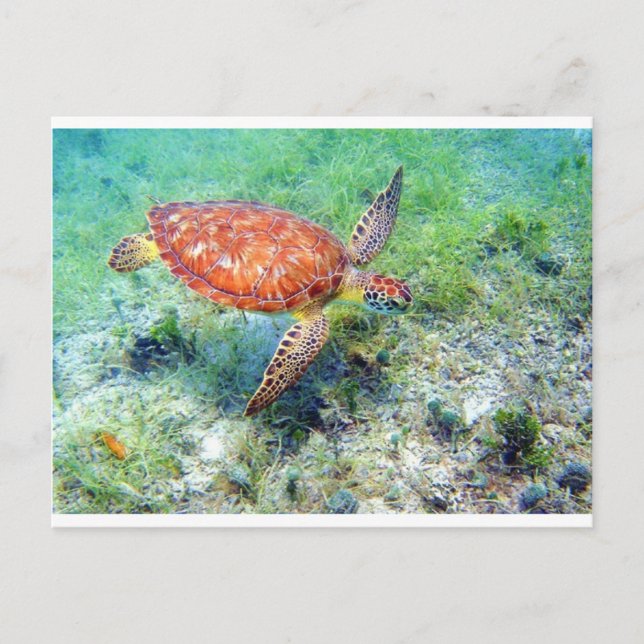 sea turtle postcard (Front)