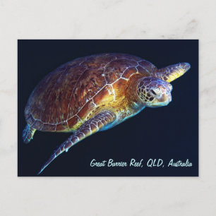 Sea Turtle Postcard