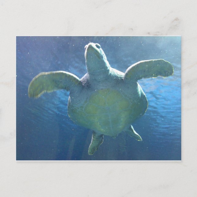 Sea Turtle Postcard (Front)