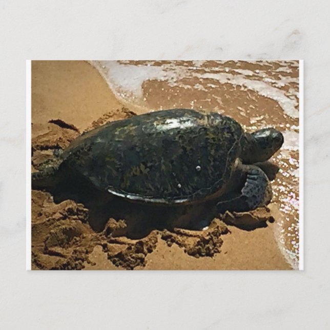 Sea Turtle Postcard (Front)
