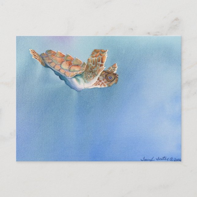 sea turtle postcard (Front)