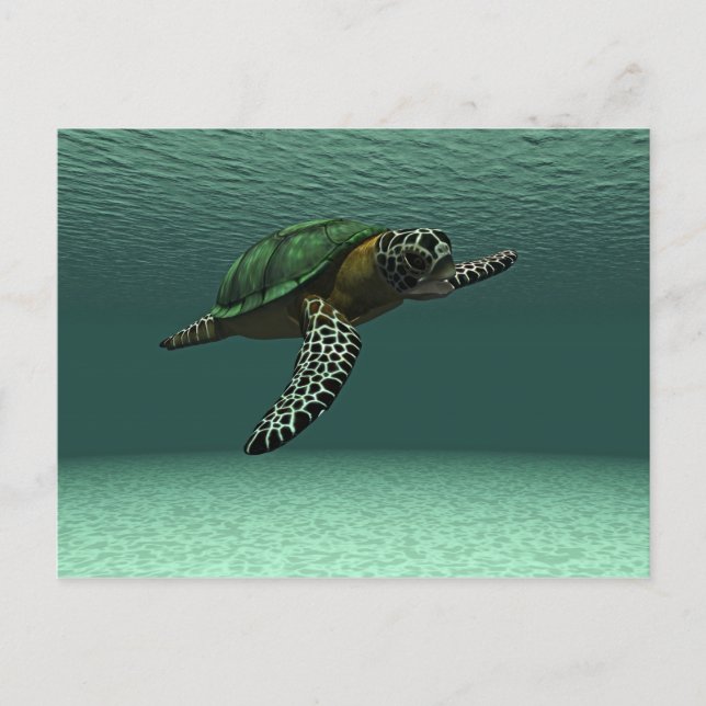 Sea turtle postcard (Front)