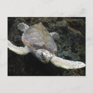 Sea Turtle Postcard