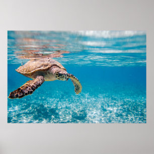 Sea turtle poster