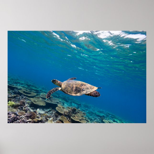 Sea turtle poster (Front)
