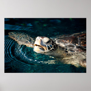 Sea Turtle Poster