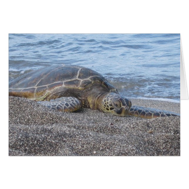 Sea Turtle Resting in Hawaii (Front Horizontal)