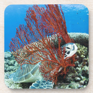 Sea turtle resting underwater 2 coaster
