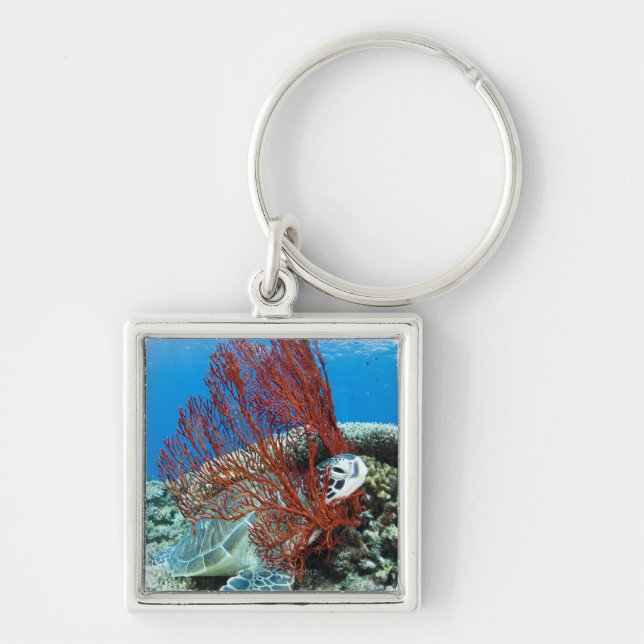 Sea turtle resting underwater 2 keychain (Front)
