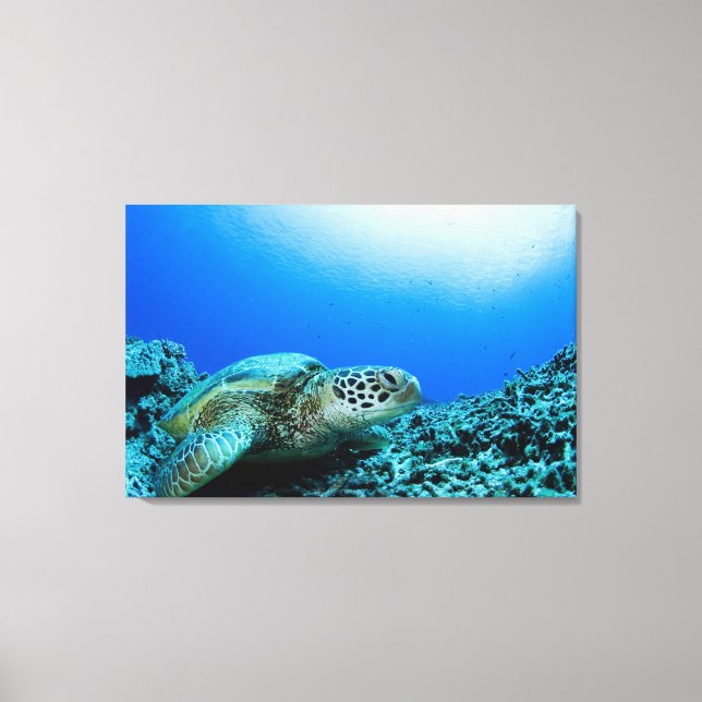 Sea turtle resting underwater canvas print (Front)