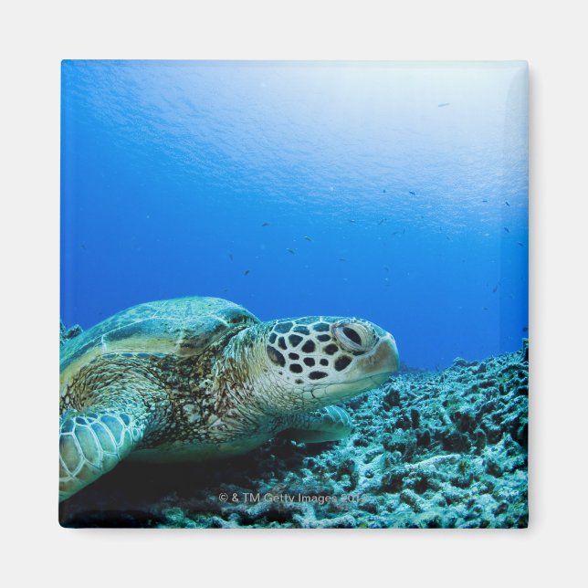 Sea turtle resting underwater magnet (Front)