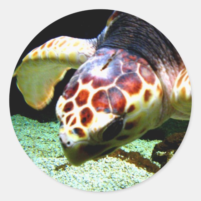 Sea Turtle Sticker (Front)